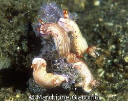 Family
Nikon D200,60 micro,twin strobo
Lembeh strait
 by Marchione Giacomo 